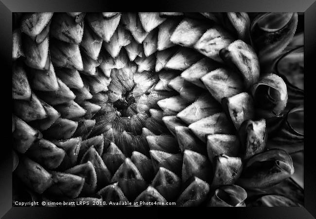 Monochrome dahlia flower head pattern Framed Print by Simon Bratt LRPS