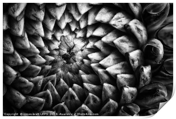 Monochrome dahlia flower head pattern Print by Simon Bratt LRPS