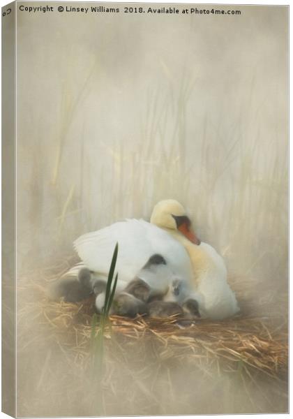 Cygnets Staying Close to Mother Canvas Print by Linsey Williams