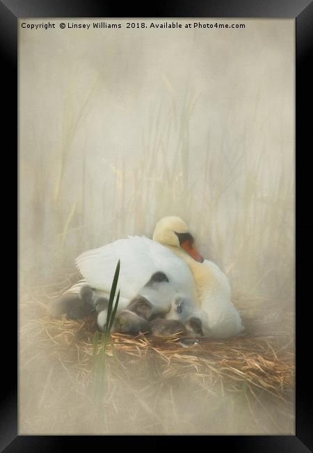 Cygnets Staying Close to Mother Framed Print by Linsey Williams