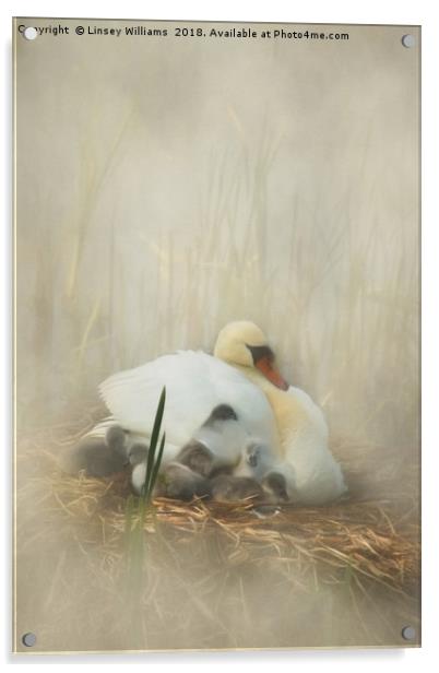 Cygnets Staying Close to Mother Acrylic by Linsey Williams