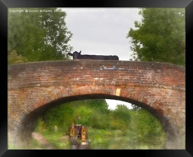 Cow on a Bridge over the Grand Union Canal Framed Print by Linsey Williams