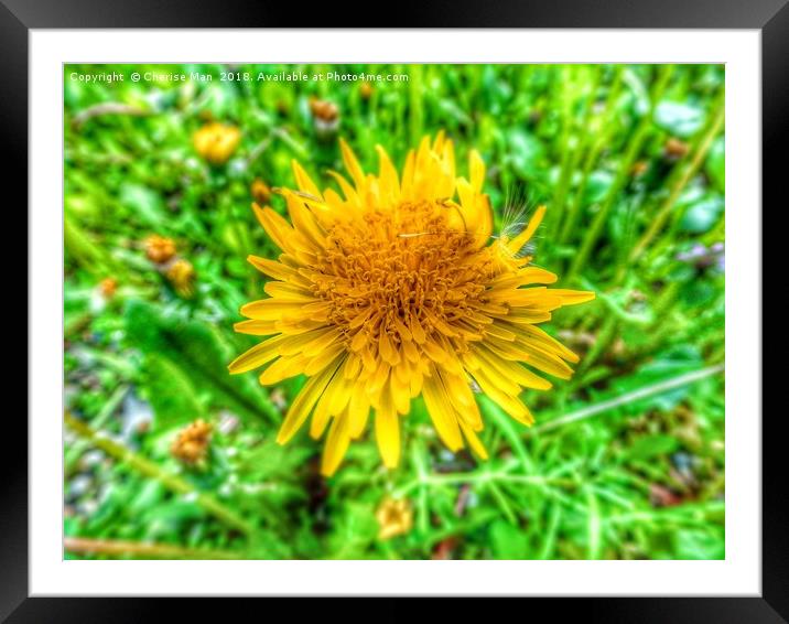 HD yellow dandelion flower framed photo print Framed Mounted Print by Cherise Man