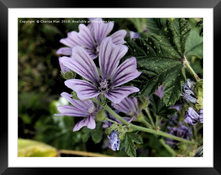 Dramatic purple perennial flowers framed photo Framed Mounted Print by Cherise Man