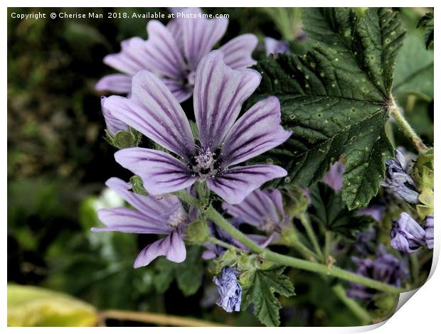 Dramatic purple perennial flowers framed photo Print by Cherise Man