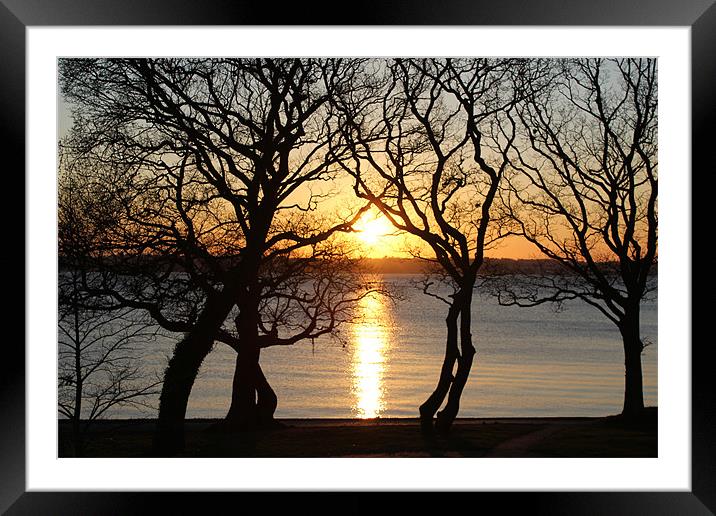 Sunset through the trees Framed Mounted Print by kelly Draper