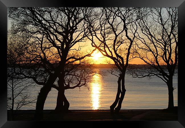 Sunset through the trees Framed Print by kelly Draper