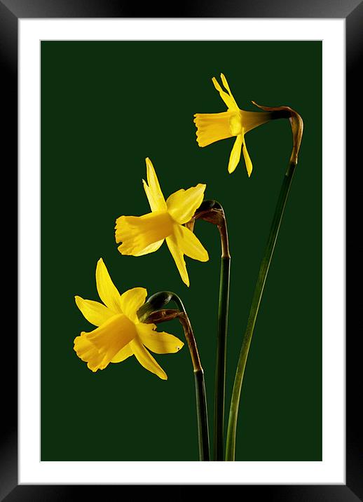 Daffodil arrangment Framed Mounted Print by Pete Hemington