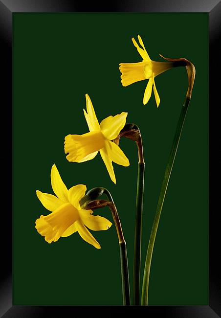Daffodil arrangment Framed Print by Pete Hemington