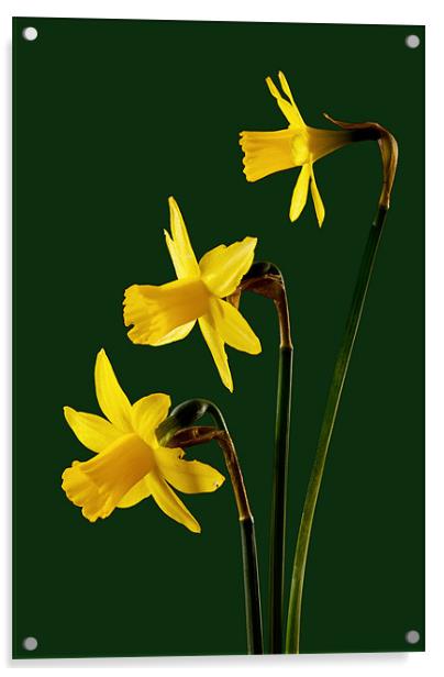 Daffodil arrangment Acrylic by Pete Hemington