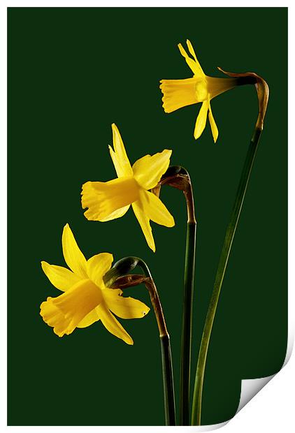 Daffodil arrangment Print by Pete Hemington