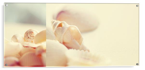 Seashell Acrylic by piera catalano