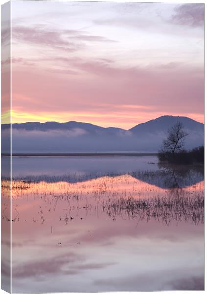 Cerknica lake at dawn, Notranjska, Slovenia Canvas Print by Ian Middleton