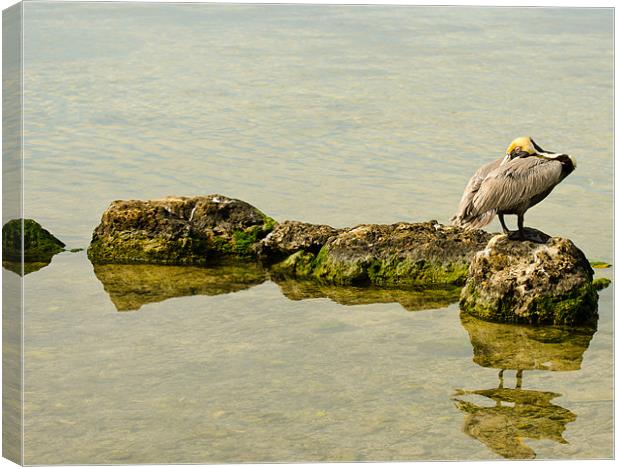 Pelican on the Rocks Canvas Print by Chris Thaxter