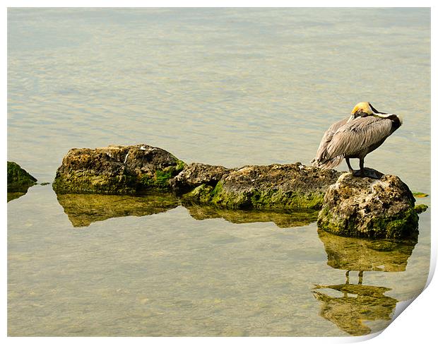 Pelican on the Rocks Print by Chris Thaxter