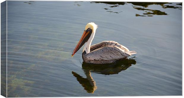 Majestic Pelican Reflection Canvas Print by Chris Thaxter