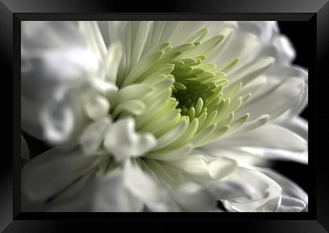 Framed chrysanthemum Framed Print by Doug McRae