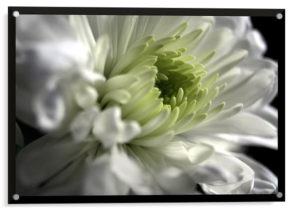 Framed chrysanthemum Acrylic by Doug McRae