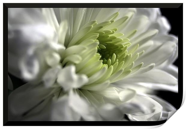 Framed chrysanthemum Print by Doug McRae