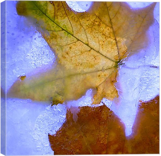 Autumn on the Rocks Canvas Print by Stuart Reid