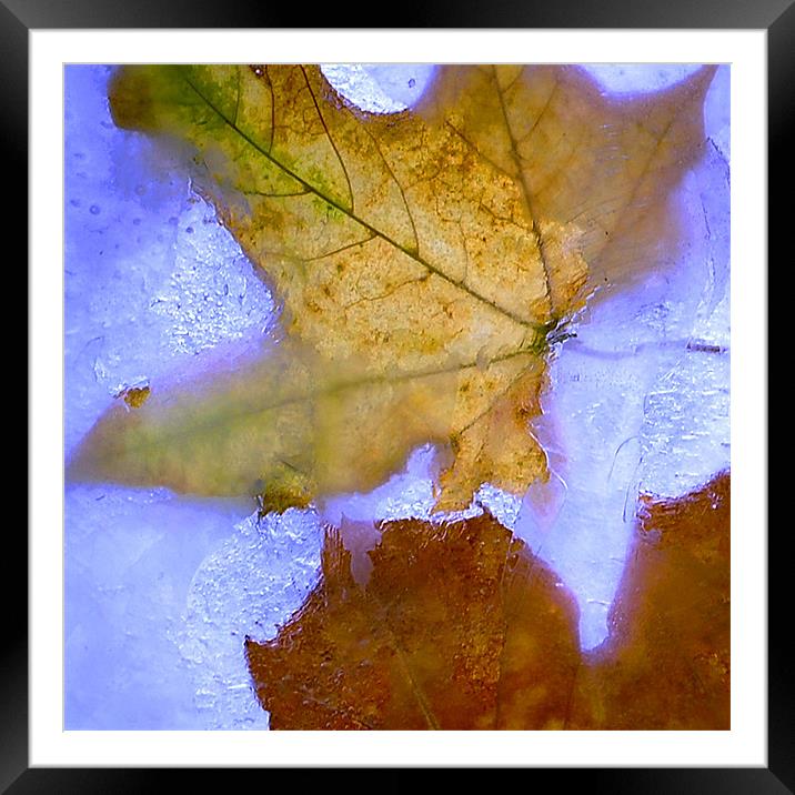 Autumn on the Rocks Framed Mounted Print by Stuart Reid