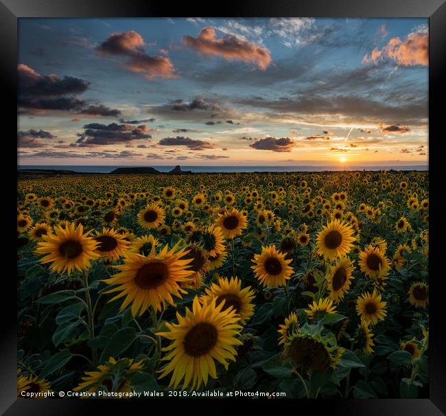 Sunflowers at Rhossili, Gower Peninsula Framed Print by Creative Photography Wales