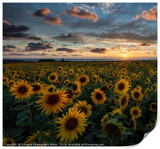 Sunflowers at Rhossili, Gower Peninsula Print by Creative Photography Wales