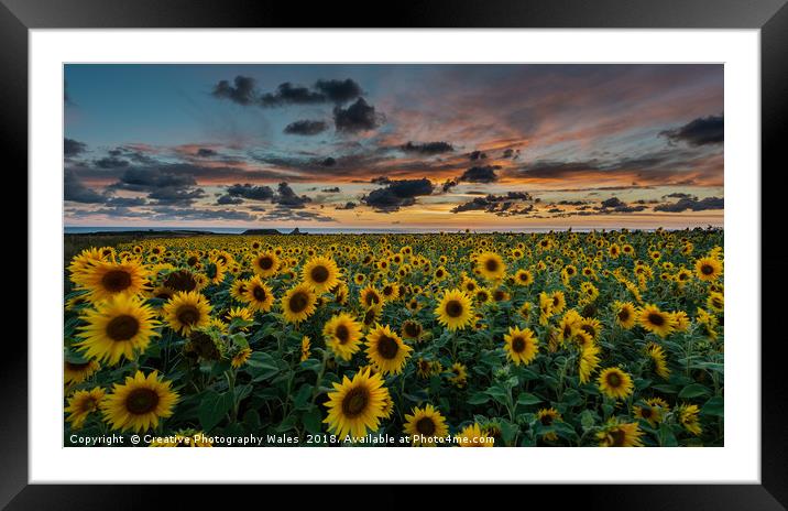 Sunflowers at Rhossili  Framed Mounted Print by Creative Photography Wales