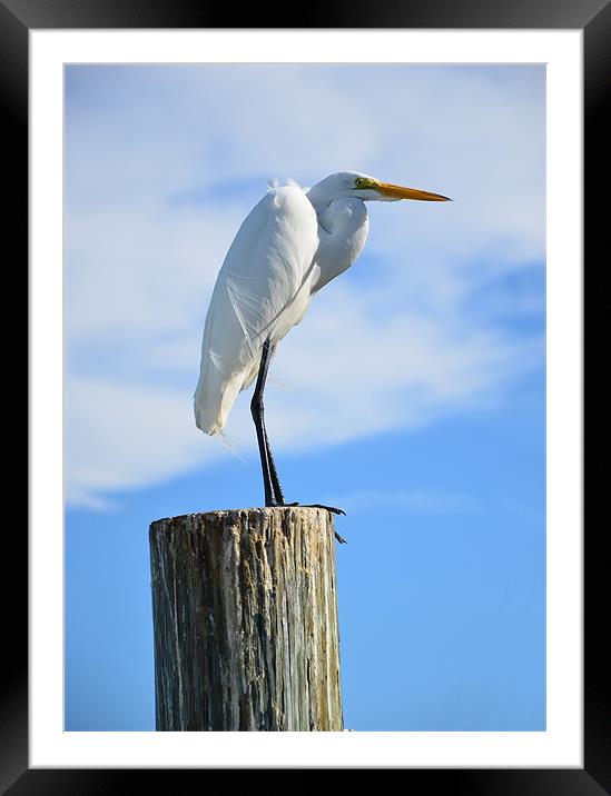 Majestic White Egret Awaits Framed Mounted Print by Chris Thaxter