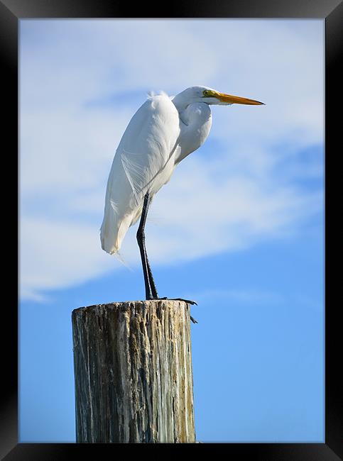 Majestic White Egret Awaits Framed Print by Chris Thaxter