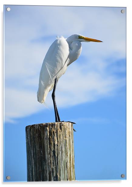 Majestic White Egret Awaits Acrylic by Chris Thaxter