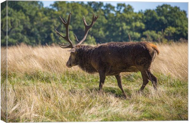 Lone red deer in Richmond Park Canvas Print by Steve Mantell