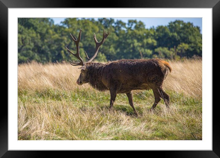 Lone red deer in Richmond Park Framed Mounted Print by Steve Mantell