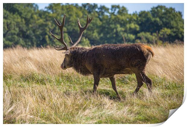 Lone red deer in Richmond Park Print by Steve Mantell