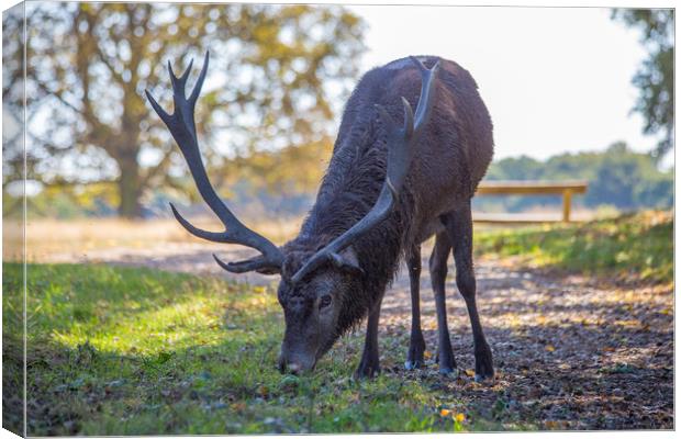 Single male red deer grazing for food Canvas Print by Steve Mantell