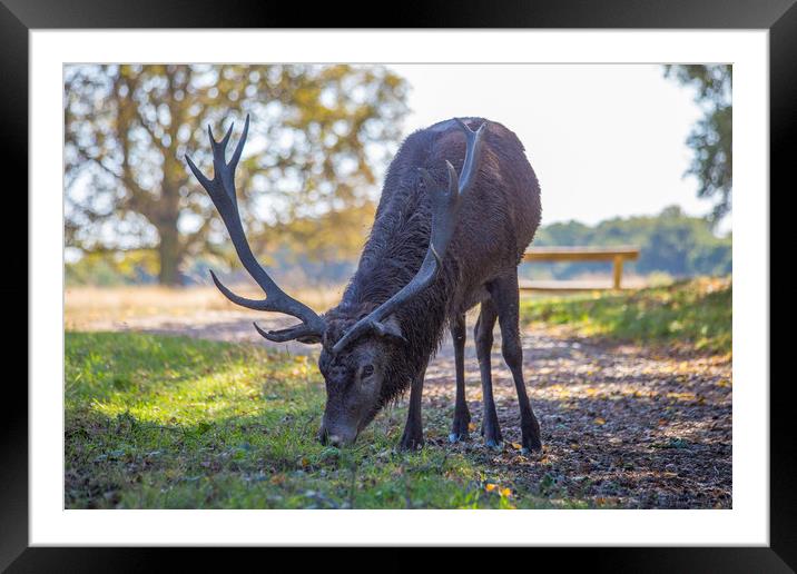 Single male red deer grazing for food Framed Mounted Print by Steve Mantell