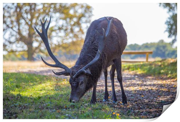 Single male red deer grazing for food Print by Steve Mantell