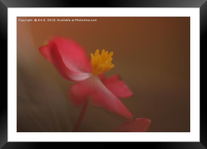 Soft Red Begonia Framed Mounted Print by Art G