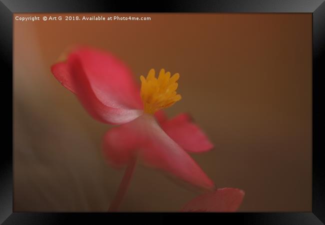 Soft Red Begonia Framed Print by Art G