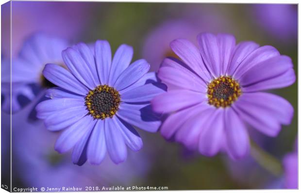 Purple and Blue. Swan River Daisies Canvas Print by Jenny Rainbow