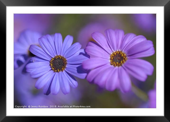 Purple and Blue. Swan River Daisies Framed Mounted Print by Jenny Rainbow