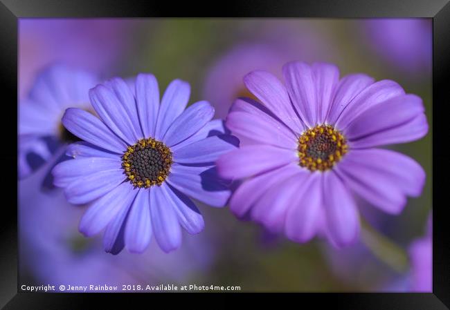 Purple and Blue. Swan River Daisies Framed Print by Jenny Rainbow