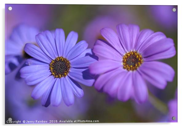 Purple and Blue. Swan River Daisies Acrylic by Jenny Rainbow