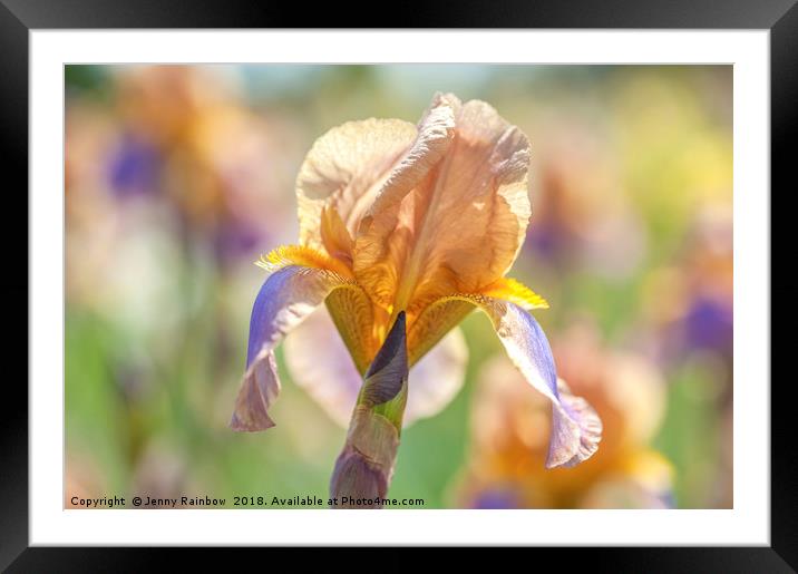 Tall Bearded Iris Evolution Framed Mounted Print by Jenny Rainbow