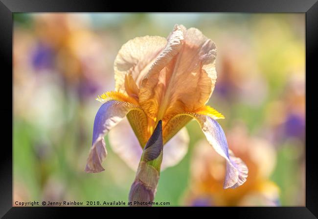 Tall Bearded Iris Evolution Framed Print by Jenny Rainbow