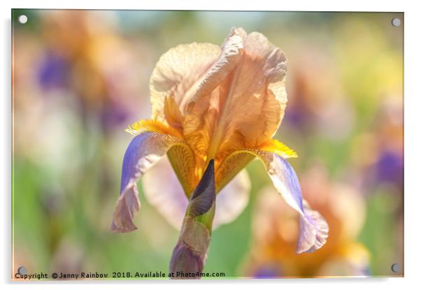 Tall Bearded Iris Evolution Acrylic by Jenny Rainbow