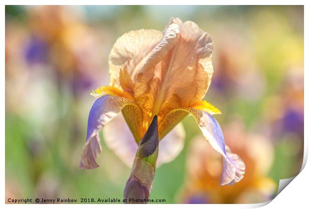 Tall Bearded Iris Evolution Print by Jenny Rainbow