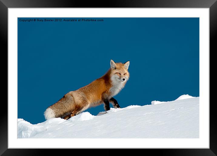 Red Fox Framed Mounted Print by Gary Beeler