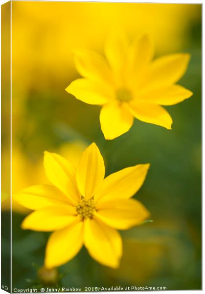 Two Flowers. Yellow Coreopsis Canvas Print by Jenny Rainbow