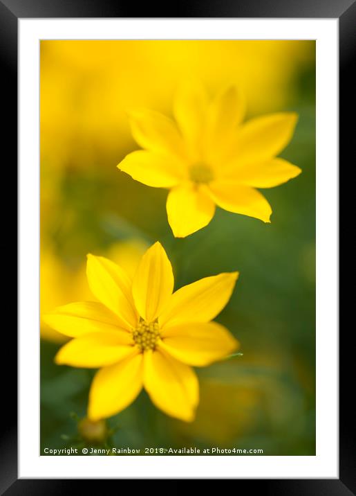 Two Flowers. Yellow Coreopsis Framed Mounted Print by Jenny Rainbow